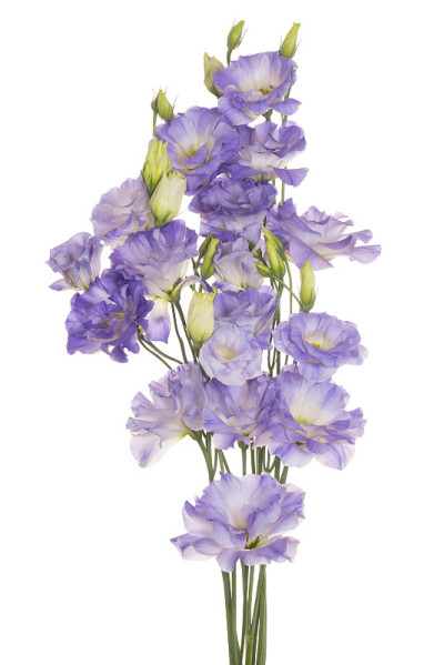 白底花