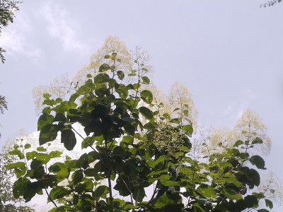 树种植园
