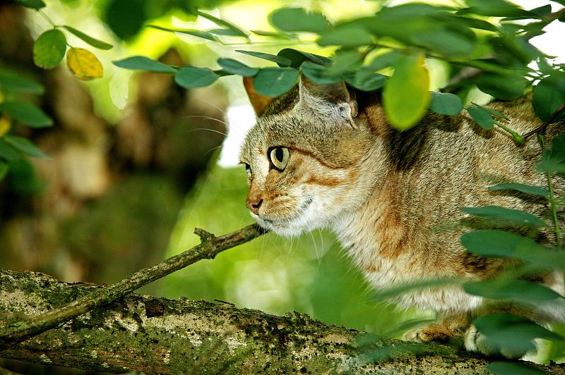 非洲野猫，野猫