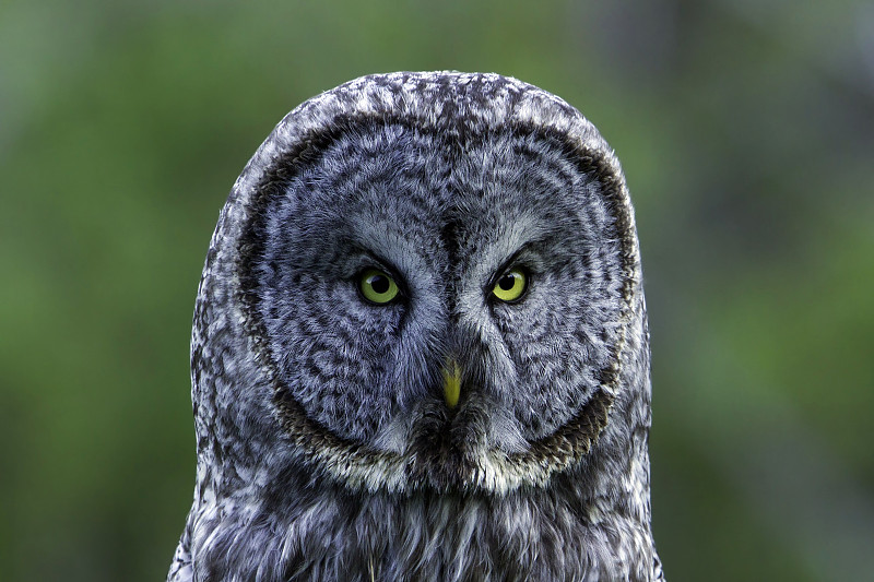 Great Grey Owl