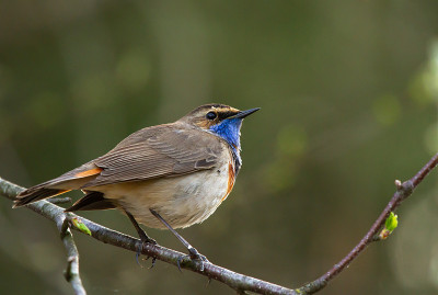 蓝喉(Luscinia svecica)的分支