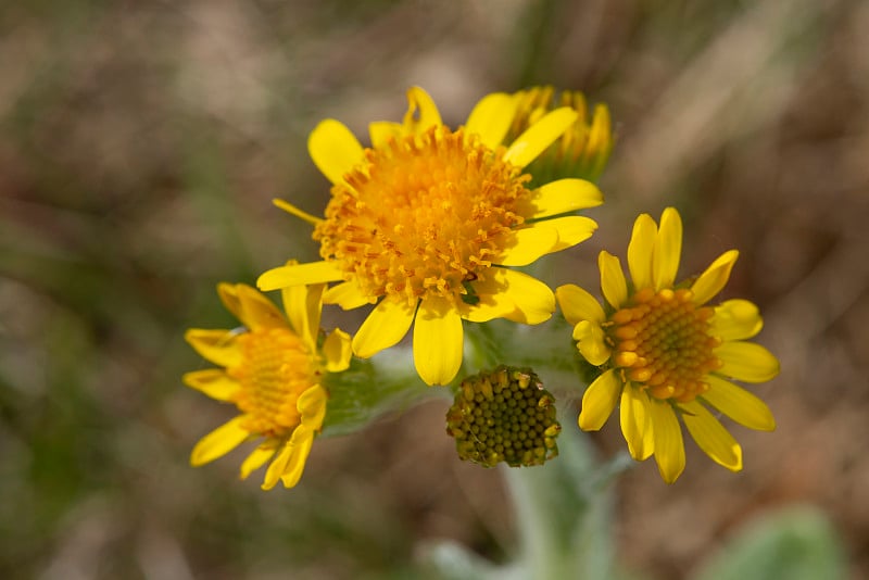 Spathulate Fleawort