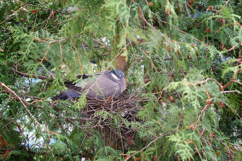 鸽属palumbus Woodpigeon。鸟在巢里给雏鸟取暖。