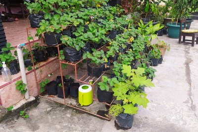 黑色塑料袋里的草莓花盆