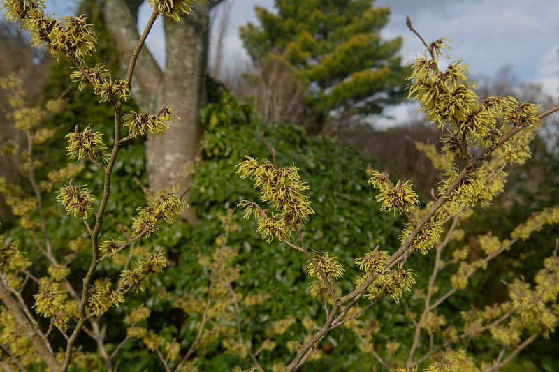 英国德文郡乡间别墅花园中的金缕梅(Hamamelis x intermedia 'Pallida')