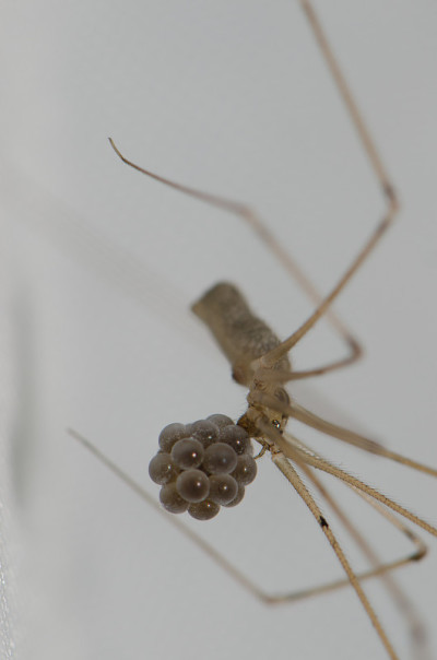 长腿蜘蛛的爸爸phalangioides产卵。