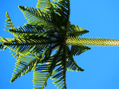 Araucaria