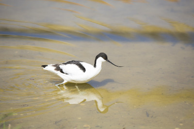 涉水鸟,Avocet