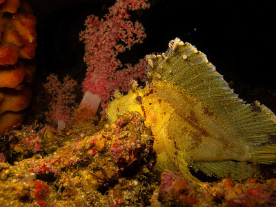叶蝎子鱼(Taenianotus triacanthus)或纸鱼在一个波多黎各加莱拉礁在菲律宾