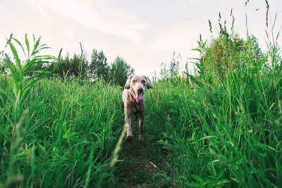 纯种魏玛拉犬在田野的高草中行走