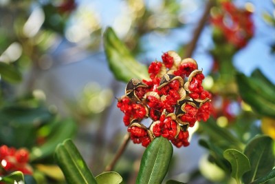 Pittosporum tobira