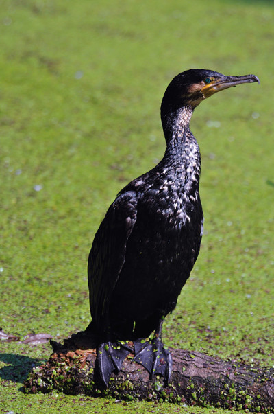 Cormorano