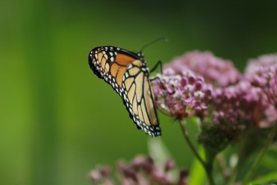 Endangered monarch butterfly (Danaus plexippus) fe