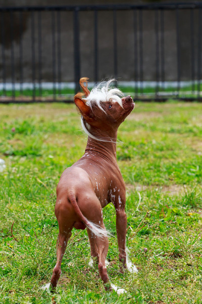犬种中国冠毛犬