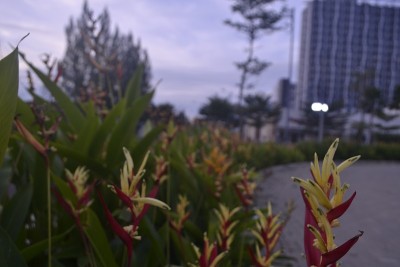 黄海里康属植物的花