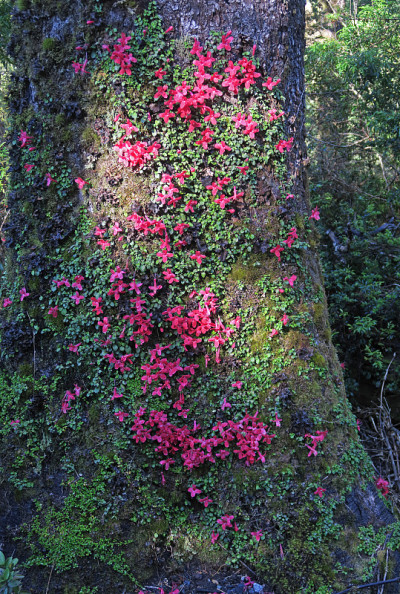 粉色开花爬虫