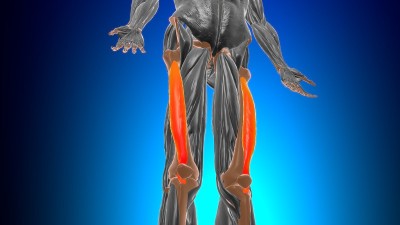 股中间肌解剖医学概念3D