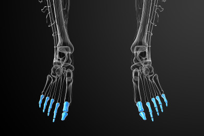 趾骨足的3d渲染医学插图
