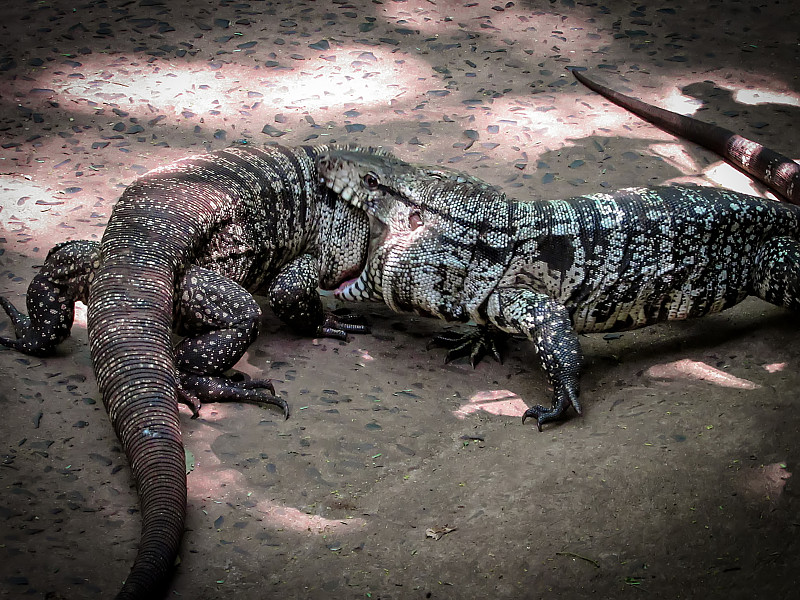 两只阿根廷黑白巨泰古(Tupinambis Merianae或Salvator Merianae)正