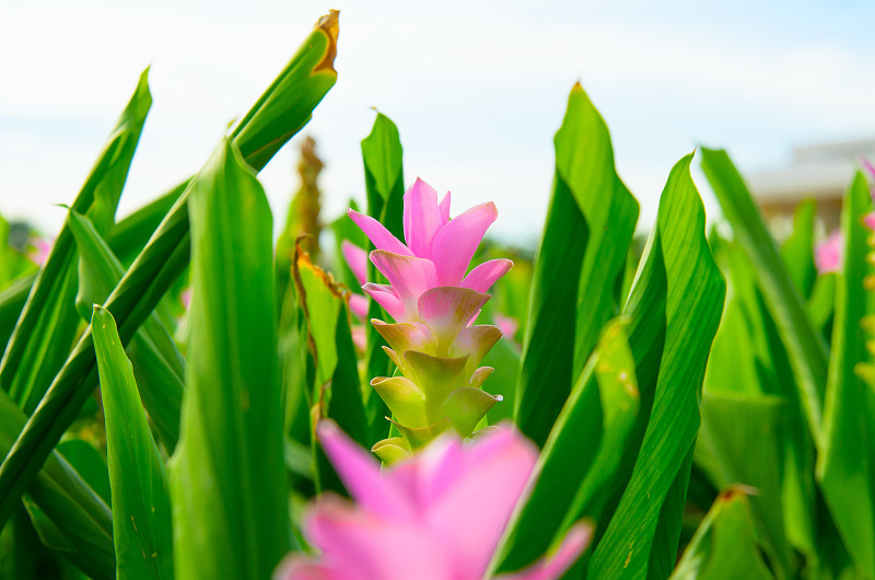 暹罗郁金香花