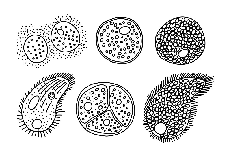 草履虫起源模式，白色隔离，载体插图。