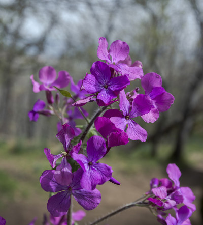 一年生诚花，月牙花