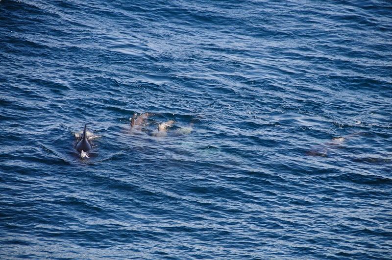 Long-finned Pilot Whales