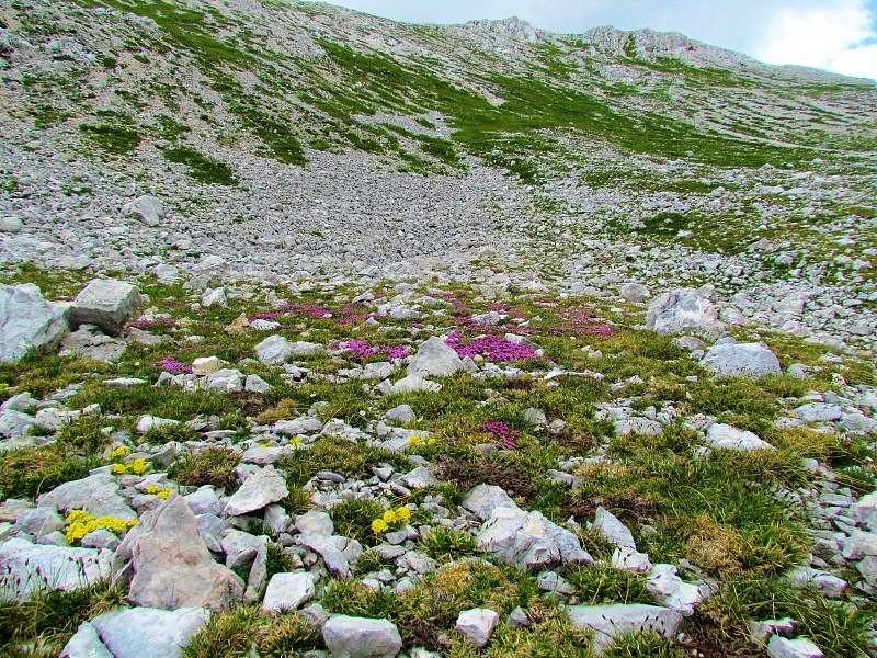 苔藓剪秋萝或垫子粉(Silene acaulis)