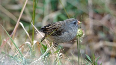 铅灰色的seedeater