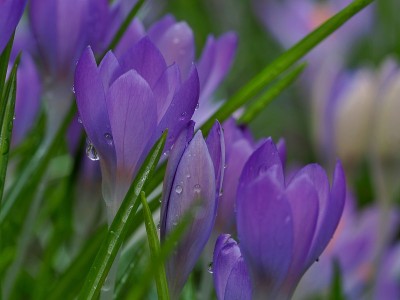 番红花属