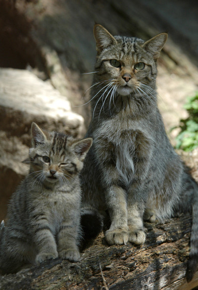 欧洲野猫