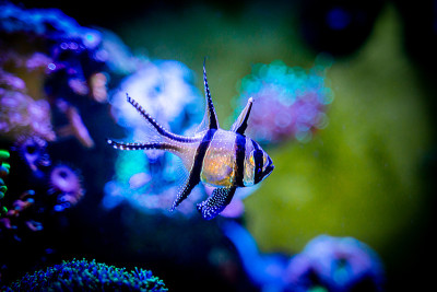 邦盖红雀(Pterapogon kauderni)孤立地生活在一个背景模糊的珊瑚礁水族馆里