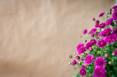 一束红色菊花，背景是旧纸