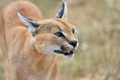 纳米比亚的野猫肖像