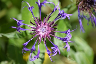 矢车菊属花,蓝色