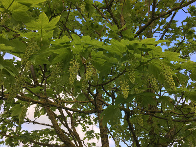2018年5月，小梧桐树开花