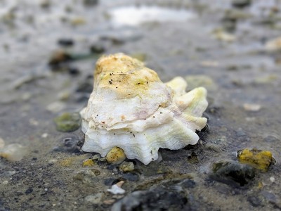 海滩上的鳕鱼角牡蛎