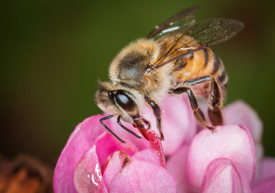 蜜蜂在巴西