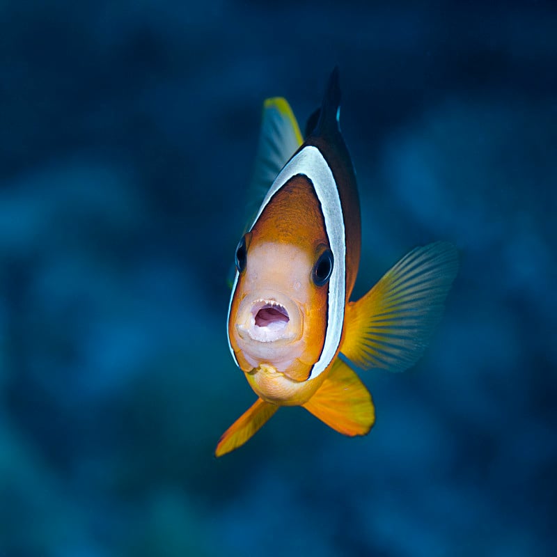 克拉克的Anemonefish