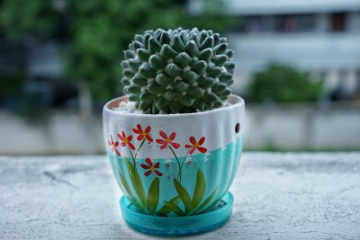 漂亮的仙人掌花盆是一种园林装饰材料。让它看起来很奇怪