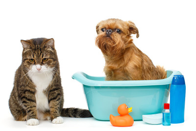 一只严肃的灰猫和一只坐在蓝色盆里的狗