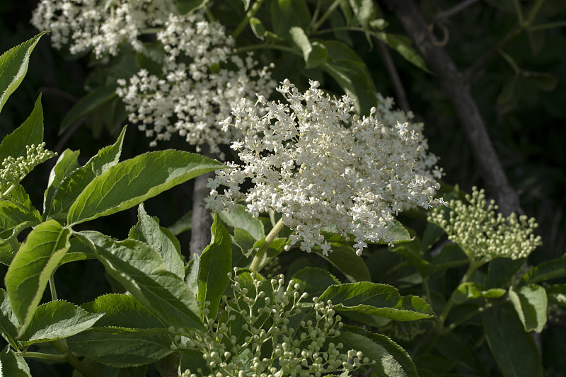 接骨木(Sambucus nigra)的花和叶。植物也被称为接骨木，欧洲接骨木或欧洲黑接骨木。