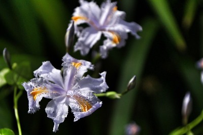 美丽的蝴蝶花在花园里