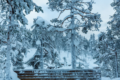 夕阳下的雪景，芬兰拉普兰冬天结冰的树木