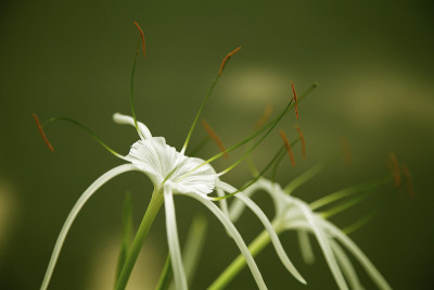 白色的花百合绿色的背景新鲜的花粉花