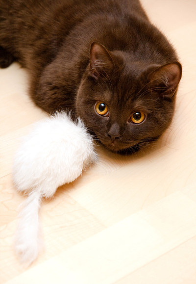 猫和老鼠玩