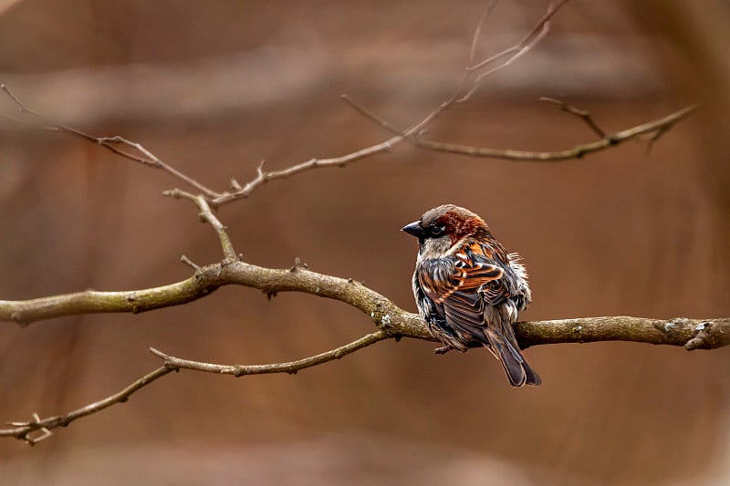 一只成年雄性家雀(Passer Domesticus)在冬天独自栖息在一根没有叶子的树枝上。