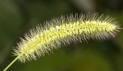 穗草。特写镜头