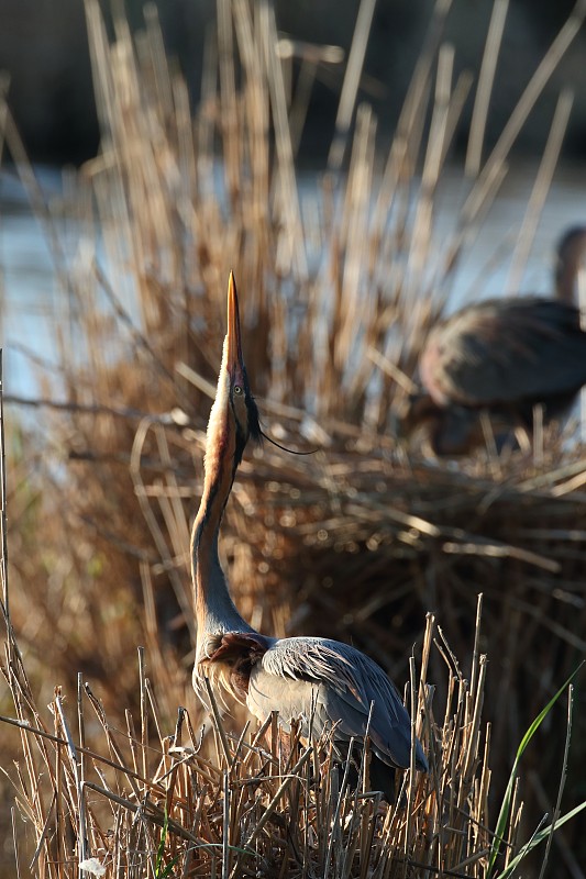 紫鹭(Ardea purpurea)，巴登-符腾堡，德国