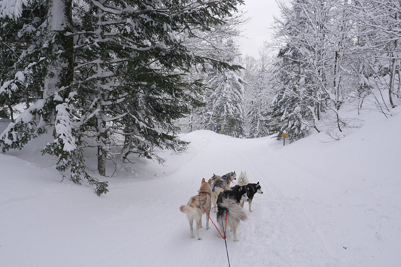在冬天的森林里和哈士奇狗一起拉雪橇